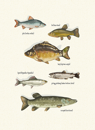 Fish illustrations design fish illustration nature poster rustic