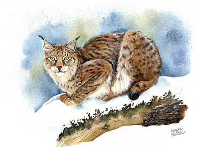 European lynx animal animal art illustration illustrator natural history watercolor watercolour watercolour illustration
