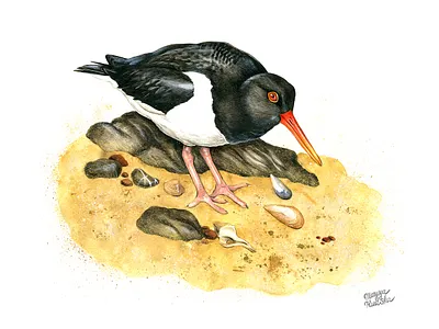 Oystercatcher bird illustration illustrator watercolor watercolour watercolour illustration