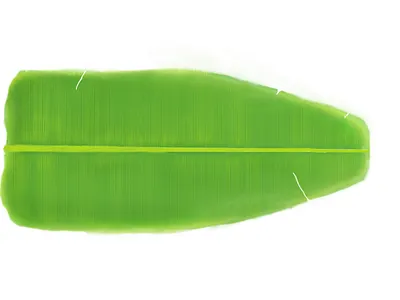 Banana leaf brand design brand identity branding design design design art illustration logo