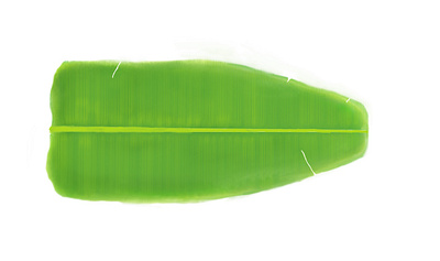 Banana leaf brand design brand identity branding design design design art illustration logo