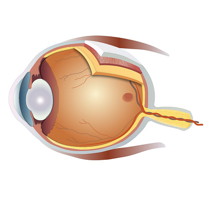 Illustration of an Eye colorful art cornea design eye eyes icon illustration lens retina ui ux vector
