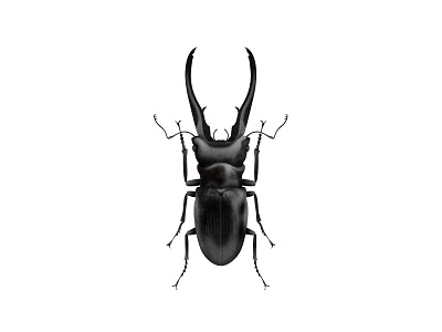 Black Beetle bug insect vector