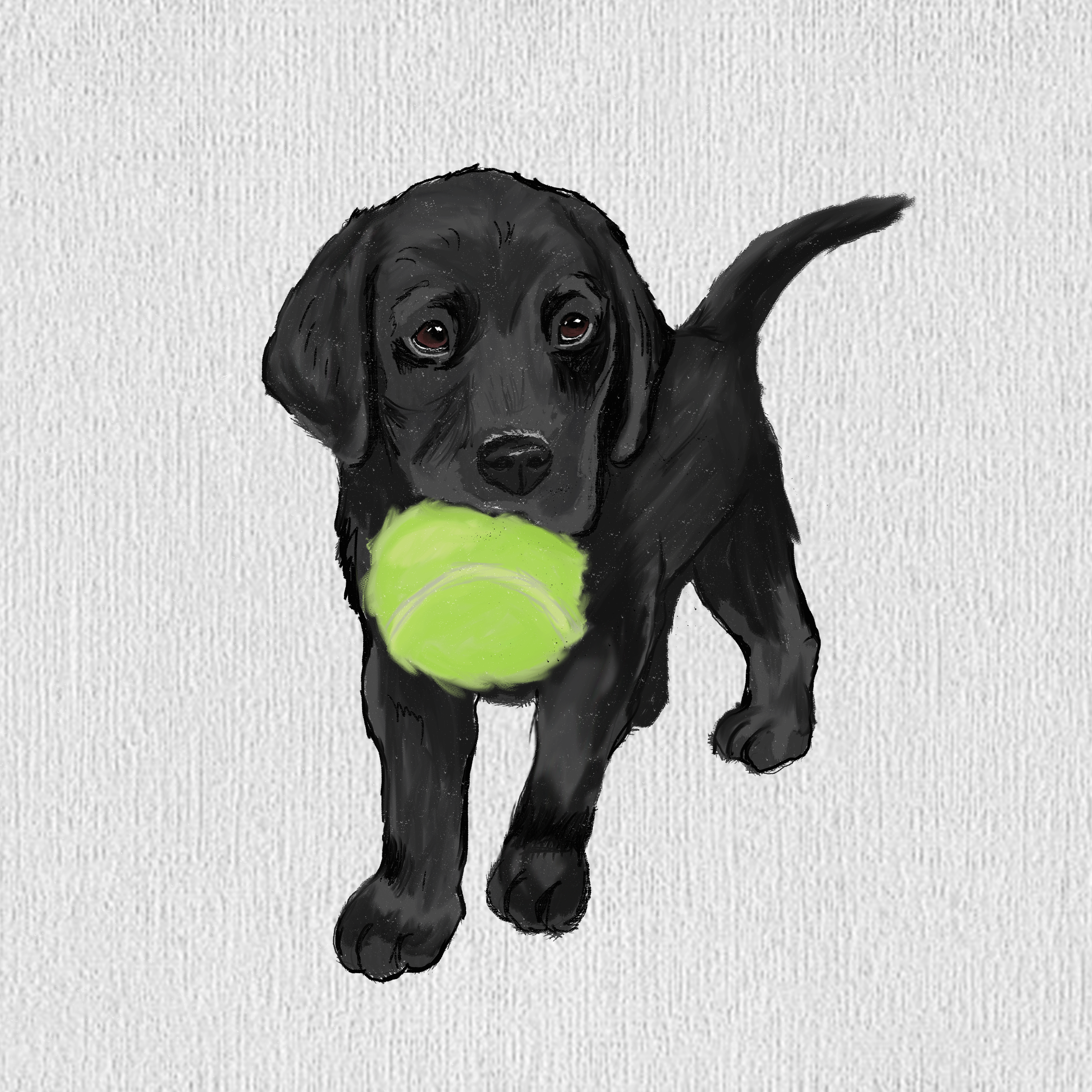 black lab adobe illustrator dog illustration pet vector