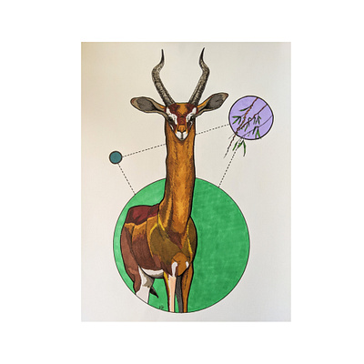 Gerenuk conceptual drawing illustration nature illustration