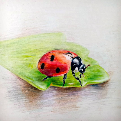 Ladybug. Colour pencils artsketch colourpencilart colourpencilsketch crayondrawing ladybug sketchdesign sketching sketchup