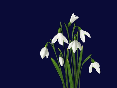 Snowdrops 2d art design illustration image snowdrops texture vector