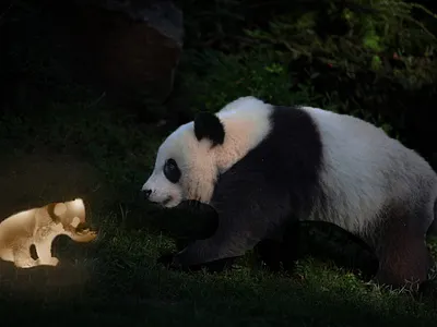 Esprit du panda natural panda spirit