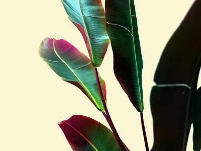 Neon plant 3d cgi cinema4d color design light neon neon colors plant render rendering