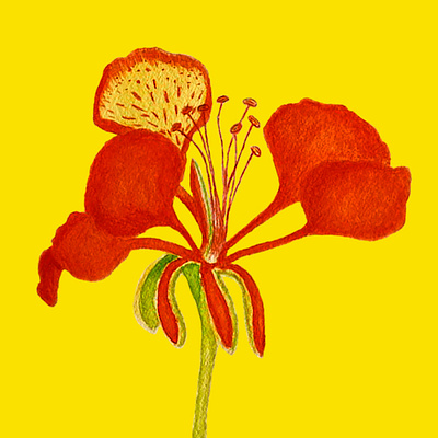 Flor de Tabachín acuarela botanical art illustration photoshop