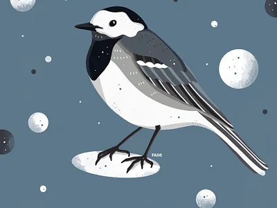 bachstelze art artwork bachstelze bird drawing illustration illustration art illustration digital illustrator kiasue procreate procreate illustration