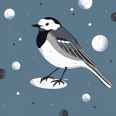 bachstelze art artwork bachstelze bird drawing illustration illustration art illustration digital illustrator kiasue procreate procreate illustration