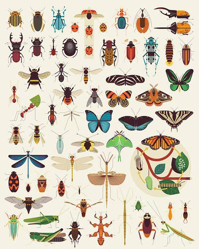 Insects childrens digital folioart illustration insects science