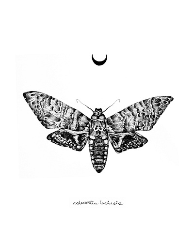 Death Head Moth black and white drawing illustration minimal moth pointilism poster stippled stippling