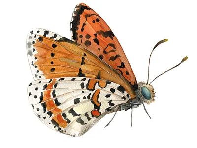 Insect animal illustration butterfly editorial illustration illustration insect natural history watecolour watercolor