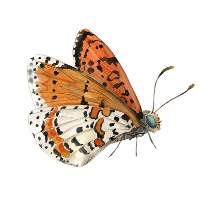 Insect animal illustration butterfly editorial illustration illustration insect natural history watecolour watercolor
