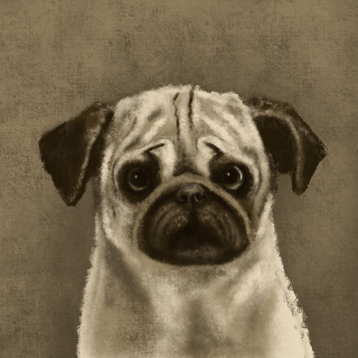 Pup Portrait - Dug animal dog illustration portrait procreate pug