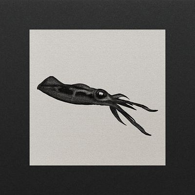 Squid art digital art drawing illustration photoshop procreate