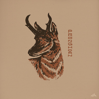 Pronghorn Illustration drawing great plains hand drawn illustration joe horacek lettering little mountain print shoppe nebraska pronghorn sketch type typography