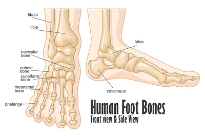 Human foot bones front and side view anatomy adobe illustrator anatomy biology body bones design foot front view health healthcare human illustration knee medical side view vector