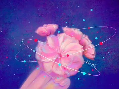 sakura flower illustration sakura