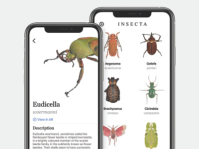 I N S E C T A animal bug education app insect insects ladybird ladybug zoo