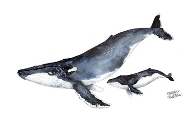 Humpback whale animal animal art illustration illustrator natural history watercolor watercolour watercolour illustration whale