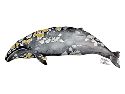 Grey whale animal animal art illustration illustrator natural history watercolor watercolour watercolour illustration whale