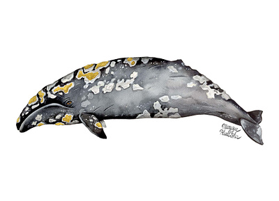 Grey whale animal animal art illustration illustrator natural history watercolor watercolour watercolour illustration whale