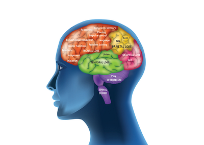 Human Brain Lobes and its functions brain brain lobes design human brain illustration vector