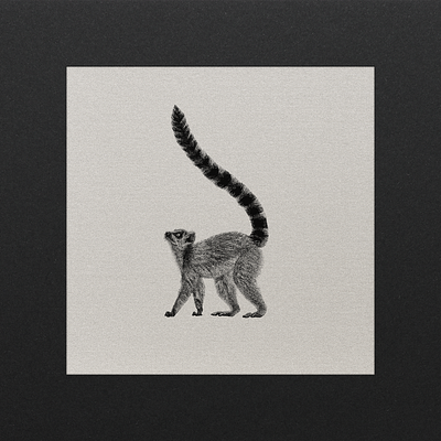 Ring-Tailed Lemur art digital art digital illustration illustration