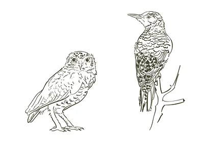 Likandes birds black and white illustration ink nature pen tablet vector wacom tablet