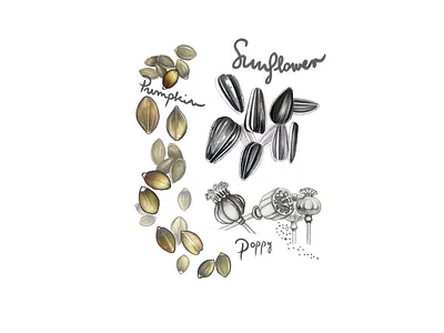 Pumpkin, Sunflower, Poppy art colored pencils design drawing challenge food foodillustration illustration pencil poppy pumpkin seeds sunflower vegan