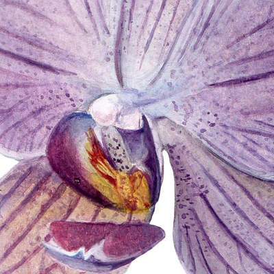 Violet Orchid flowers illustration orchid orchids paint plants science violet watercolor