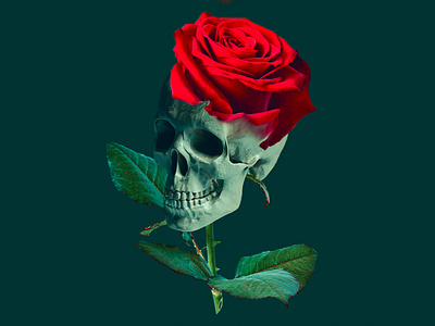 Rose on my mind art collage art colors design flower illustration photoediting photography photomanipulation photoshop poster poster design rose skull