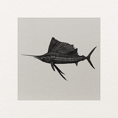 Sailfish art illustration vintage