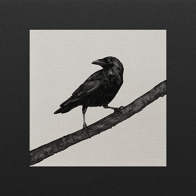 Crow art artist artwork illustration