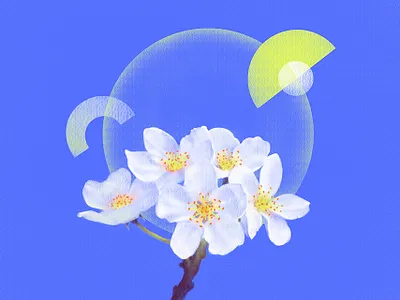 moonflowers part 1 design digital art flower flower illustration illustration illustration digital minimalist painting photoshop