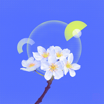 moonflowers part 1 design digital art flower flower illustration illustration illustration digital minimalist painting photoshop