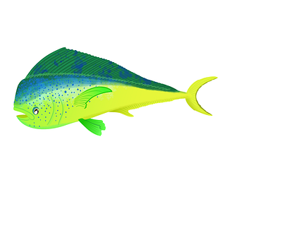 Mahi Mahi dorado fish fishes fishing green illustration ocean sea tropical