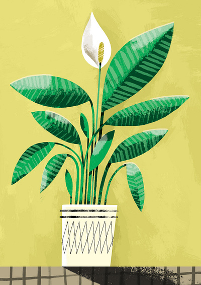 Peace Lily flower houseplant nature peacelily photoshop plants
