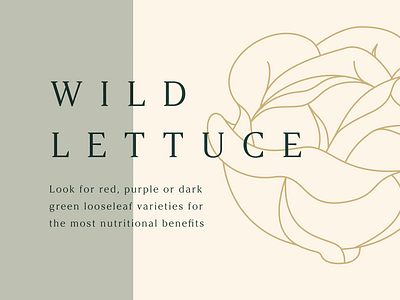 Wild Lettuce animation branding figma food graphic illustration motion presentation series slides slideshow