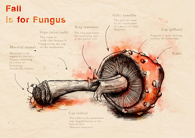 Fungus fall fungus hand drawn illustration illustration art illustration design infographic mushroom