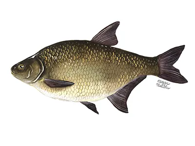 Common bream fish illustration illustrator natural history watercolor watercolour watercolour illustration