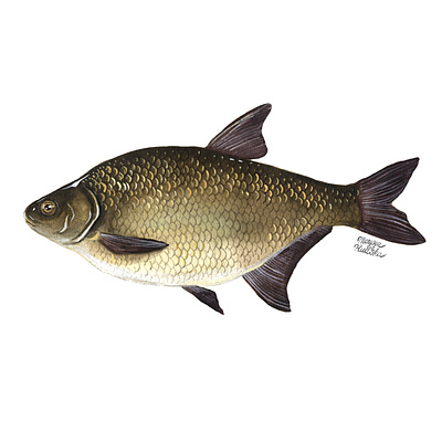 Common bream fish illustration illustrator natural history watercolor watercolour watercolour illustration