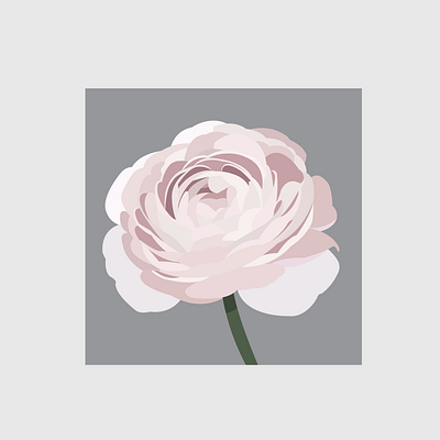 3 Ranunculus design flat flower flower illustration illustration illustrator vector