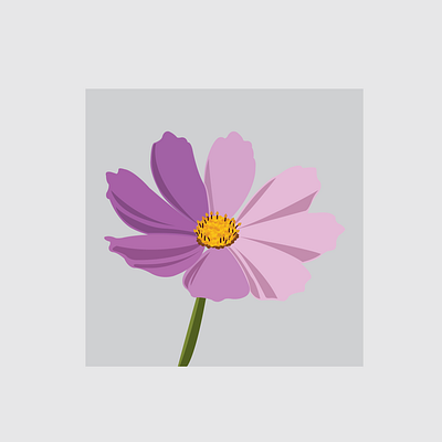 2 Cosmos design flat flower flower illustration illustration illustrator vector