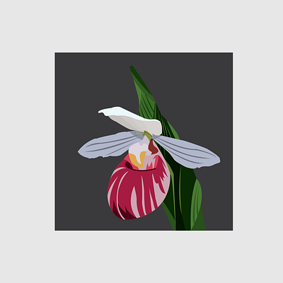 6 Showy Lady s Slipper design flat flower flower illustration illustration illustrator vector