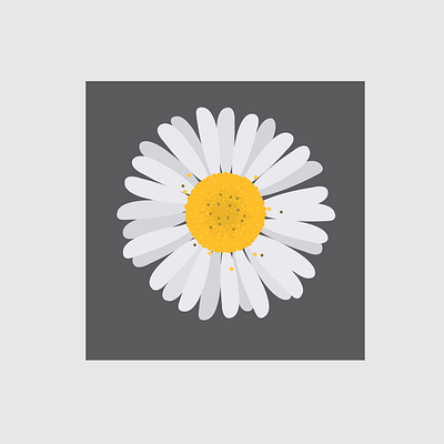 1 Daisy design flat flower flower illustration illustration illustrator vector