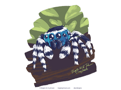 Peacock spider animal arachnid art cute cute animal digital art digital illustration follower suggested image illustration jumping spider limited colour palette limited colours peacock spider spider